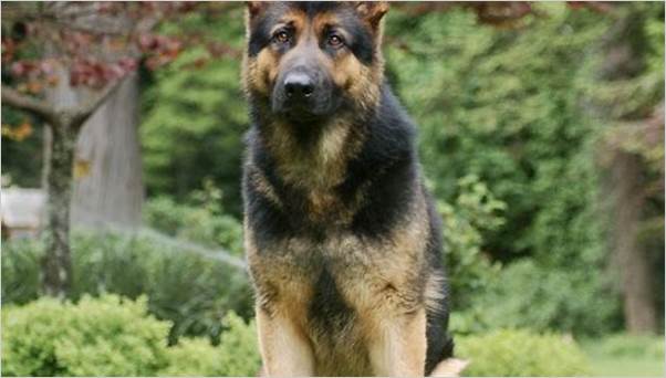 German Shepherd Guard Dog