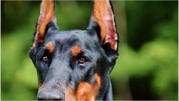 Best Security Dog Breeds 2024