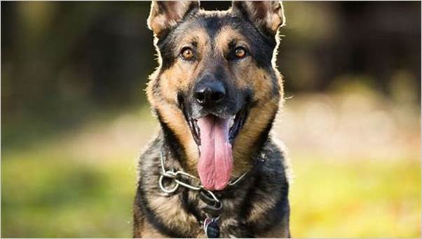 Top security dogs for home protection