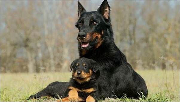best guard dog breed images
