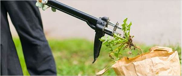 Best gardening tool for weeds