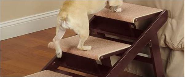 Best pet stairs for small dogs