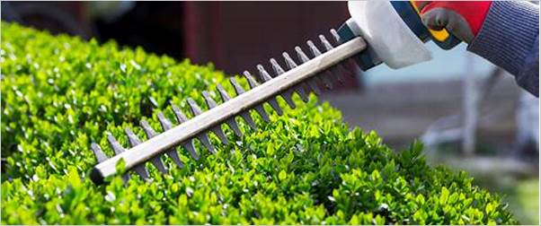 best tool to trim bushes